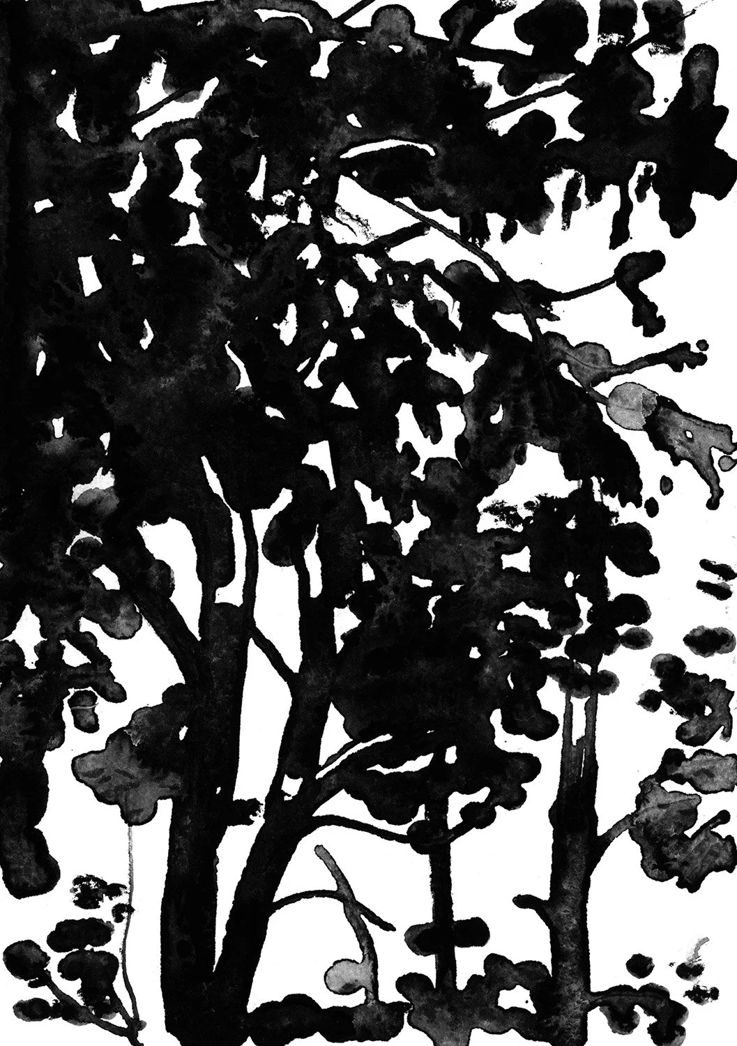 SPLITTREE_STUDY.jpg