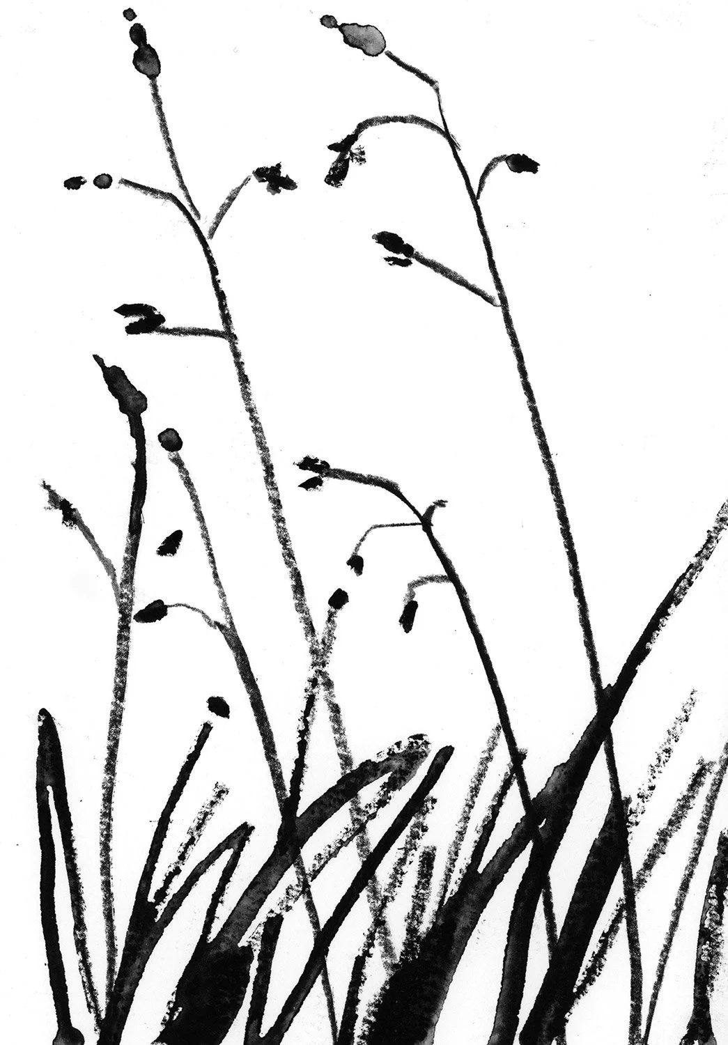 GRASSES_STUDY1.jpg