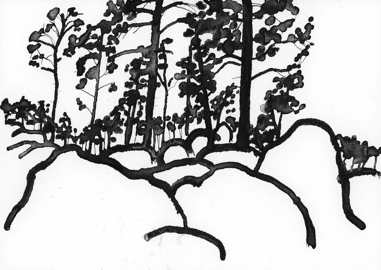 WIDEFOREST_STUDY.jpg