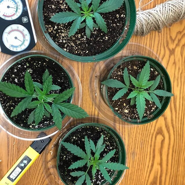 My best four. 
After a long and well deserved trip to Pelee Island this week some journaling and general up keep was due. These are my four (best) plants. 
Northern lights (Top center), Amnesia Mass Critical (left center), Afghan Critical Lemon (bott