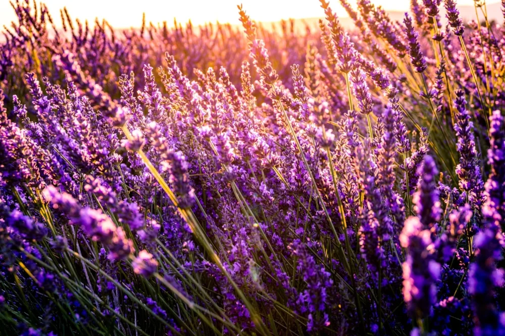 Photo by Léonard Cotte on Unsplash