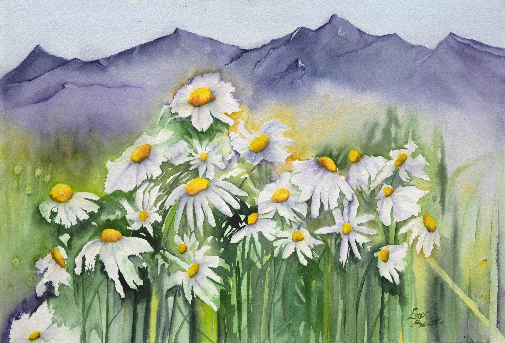 Original watercolour painting "Highland Daisies" by Emer Beattie