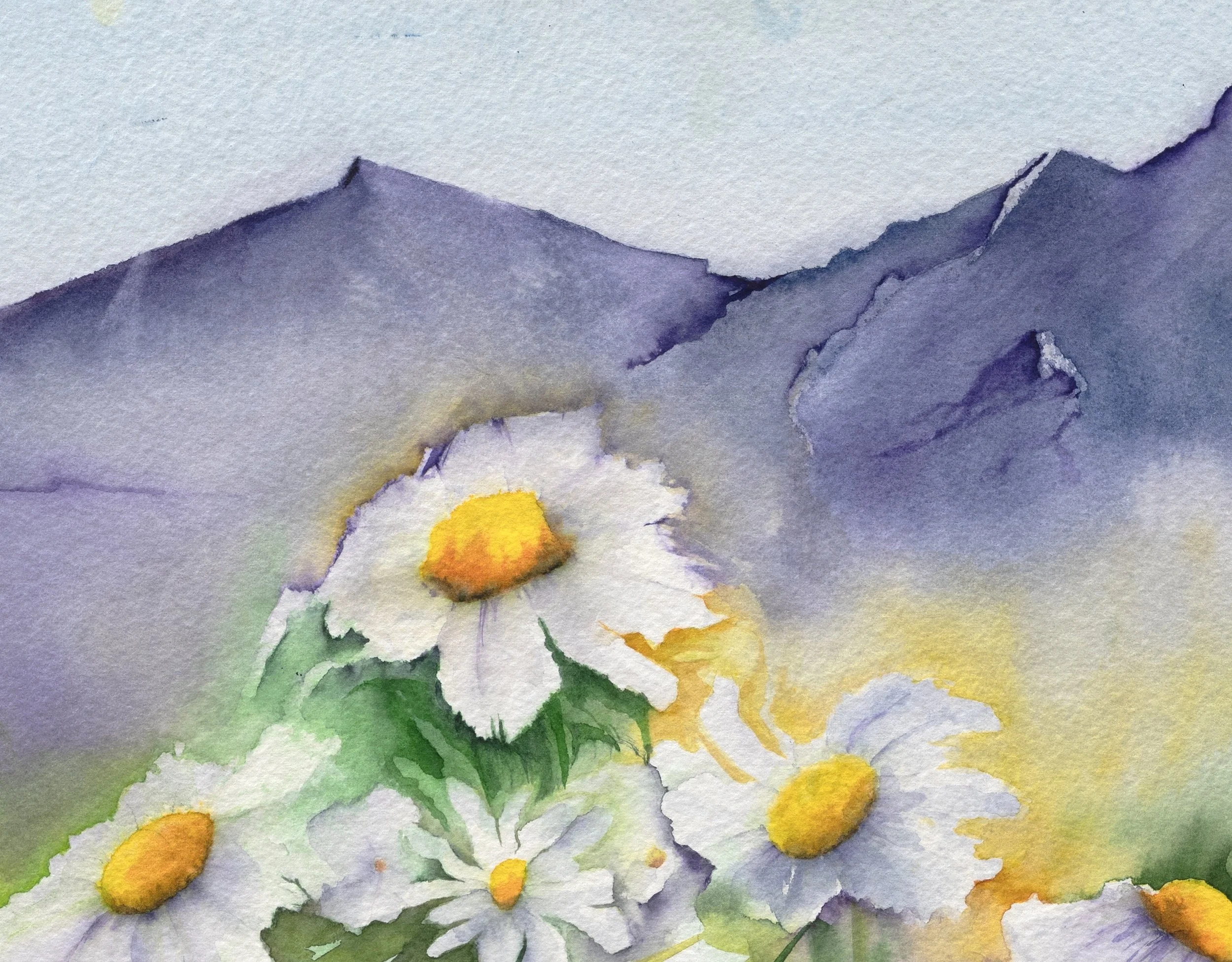 Close-up of "Highland Daisies"