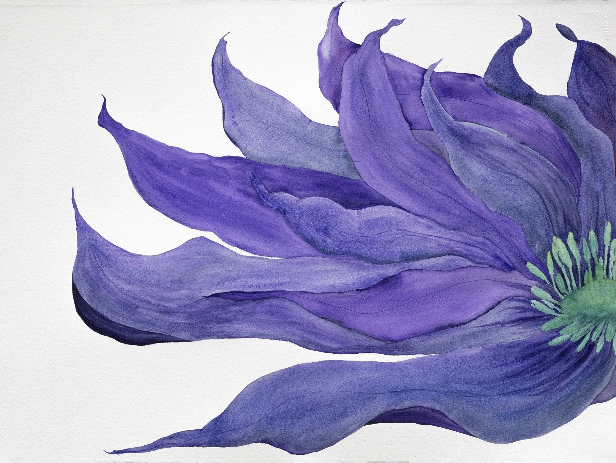 Vibrant watercolour painting of the left half of a purple flower with many petals, on a white background.