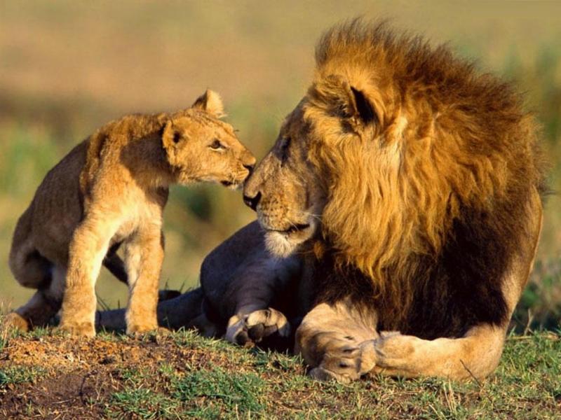 malayaka_house_safari_home_1.jpg