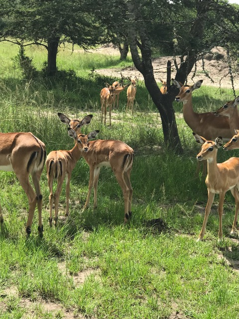 malayaka_house_safari_gallery_9.png