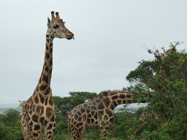 malayaka_house_safari_gallery_19.png