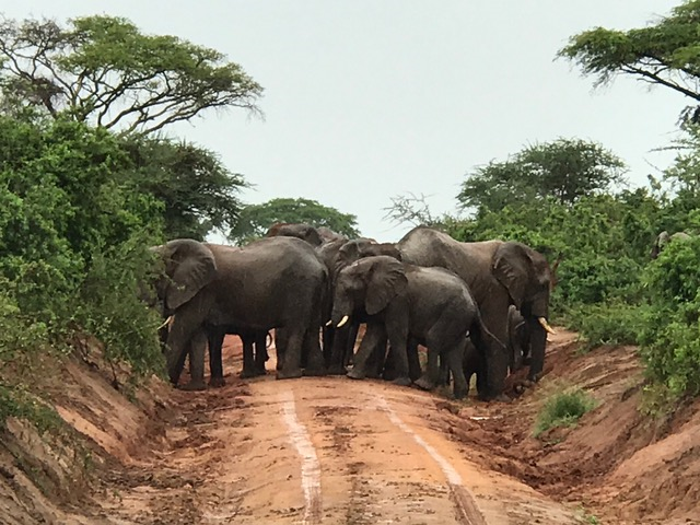 malayaka_house_safari_gallery_27.png