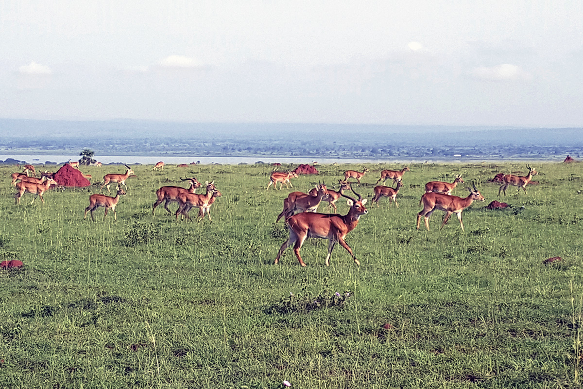 Image-field-1.jpg