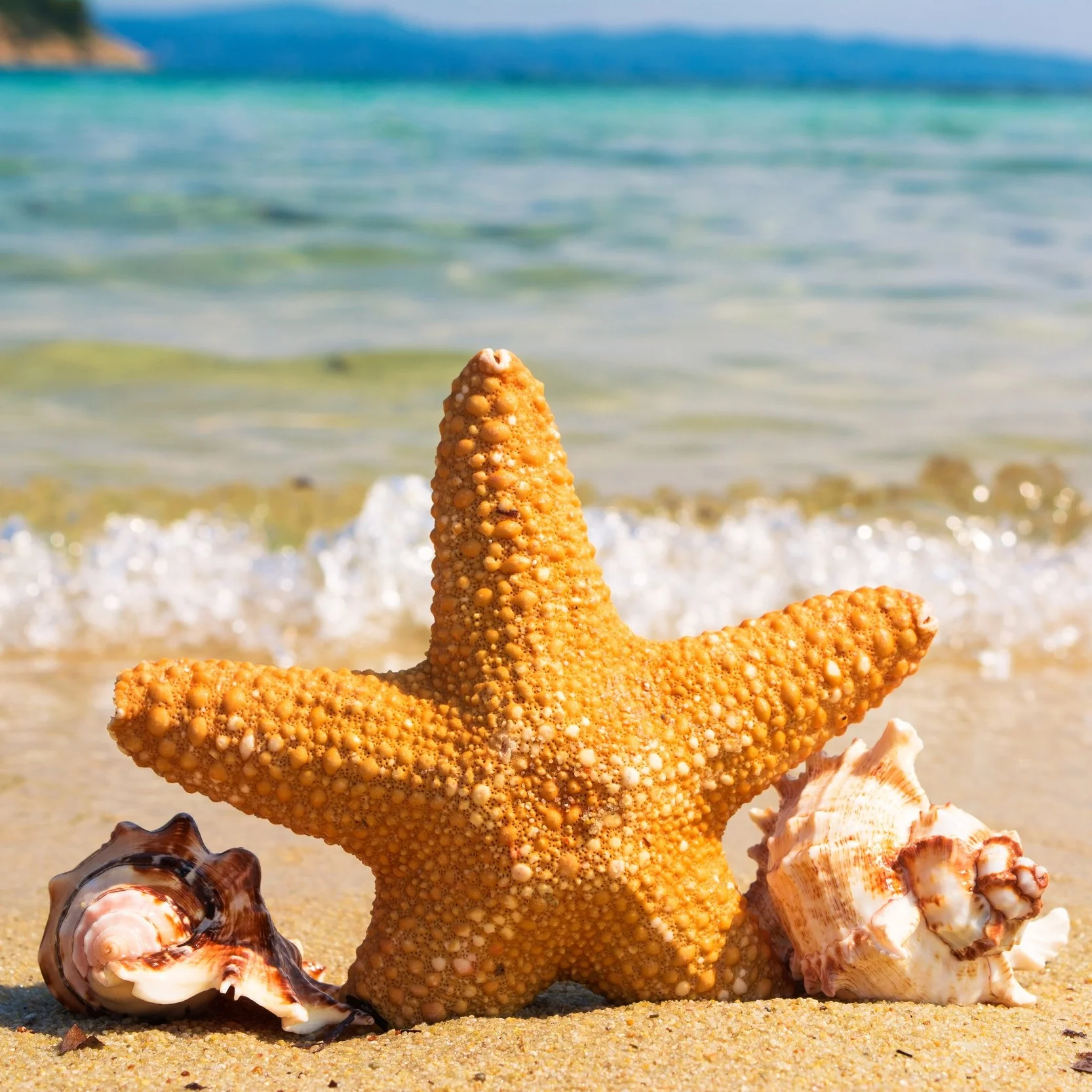 HC Travel starfish.jpg