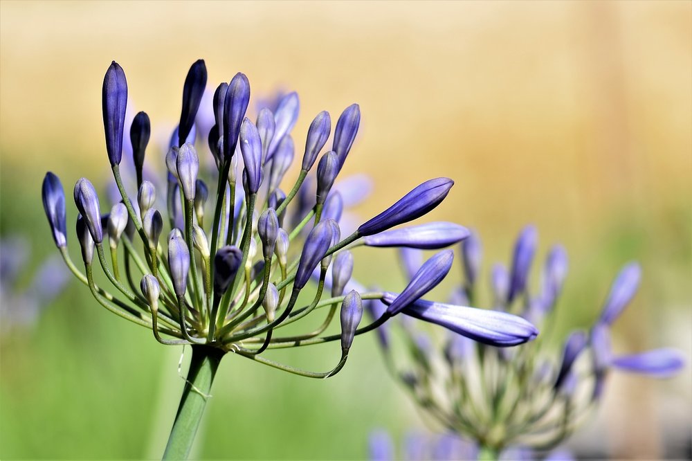 agapanthus-2449996_1280.jpg