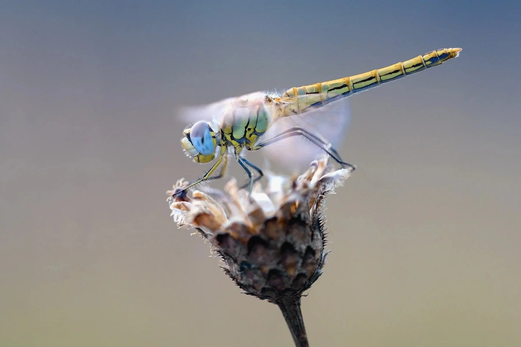 The Awesome Dragonfly