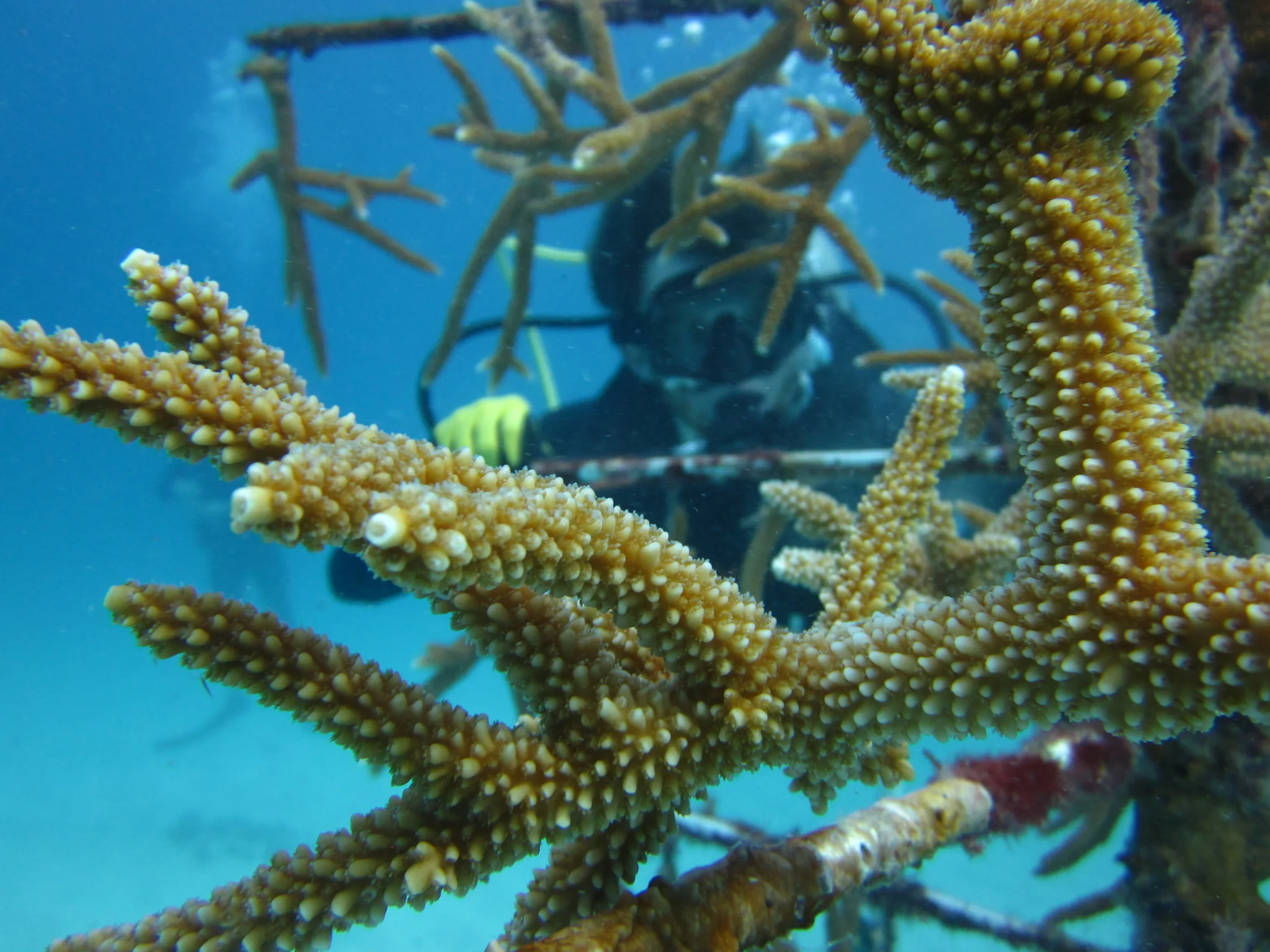 Image courtesy of Rescue a Reef