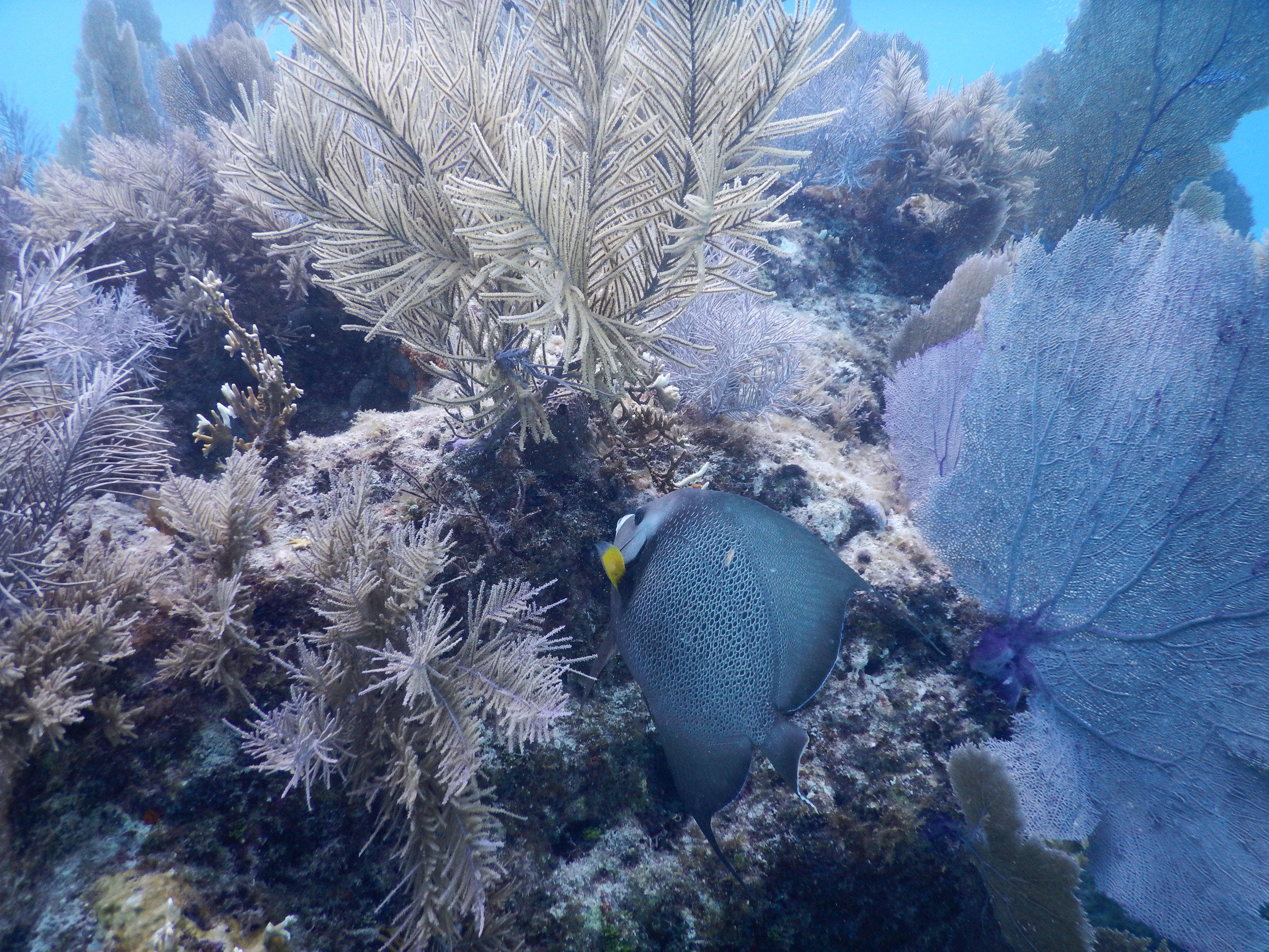 Gray Angelfish_1.JPG