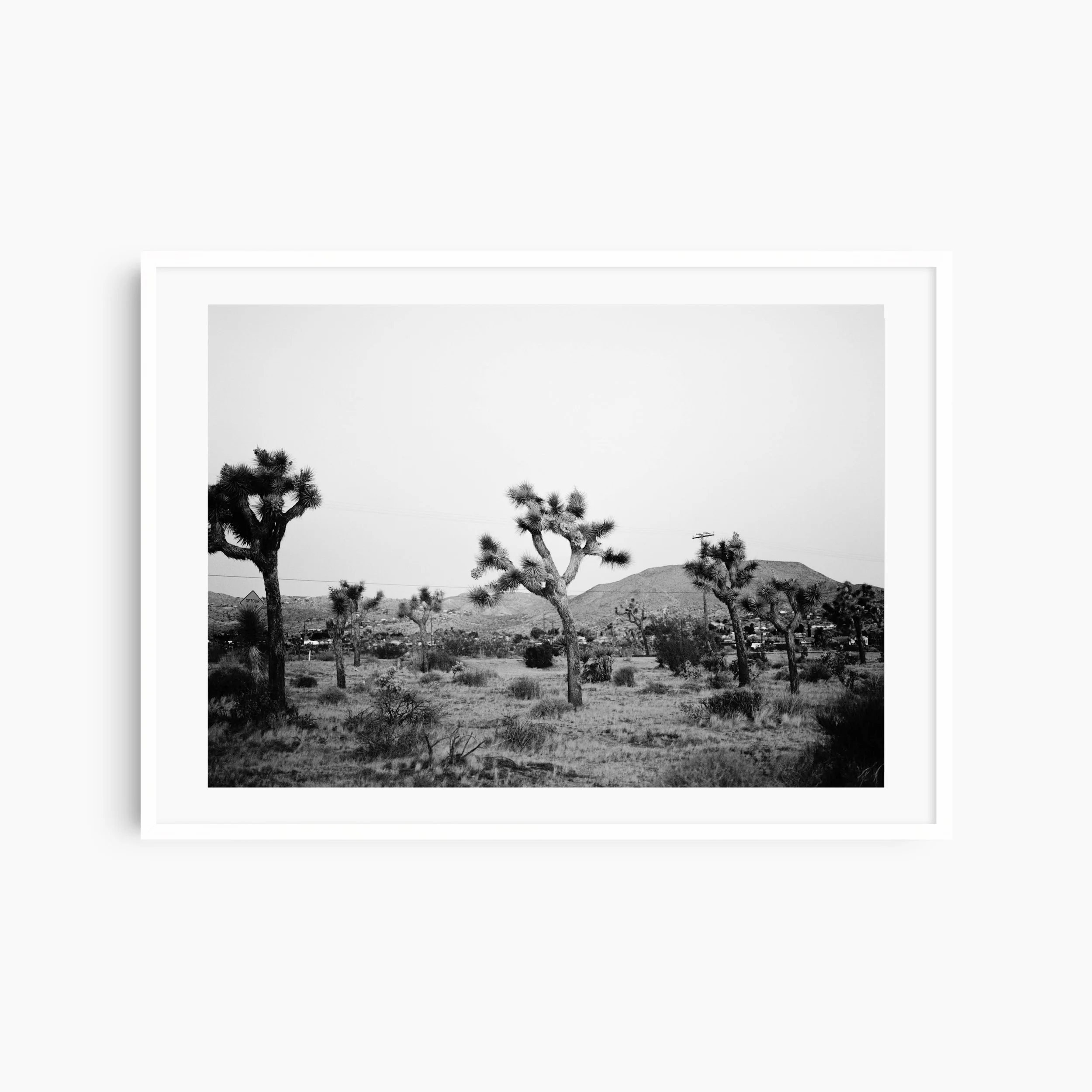 joshua tree.jpg