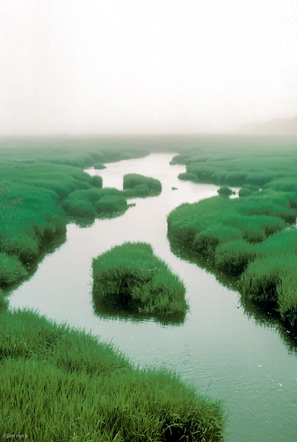 salt marsh