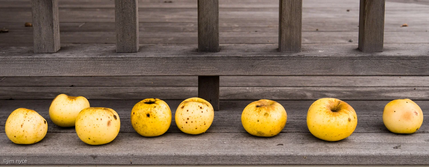 yellow apples
