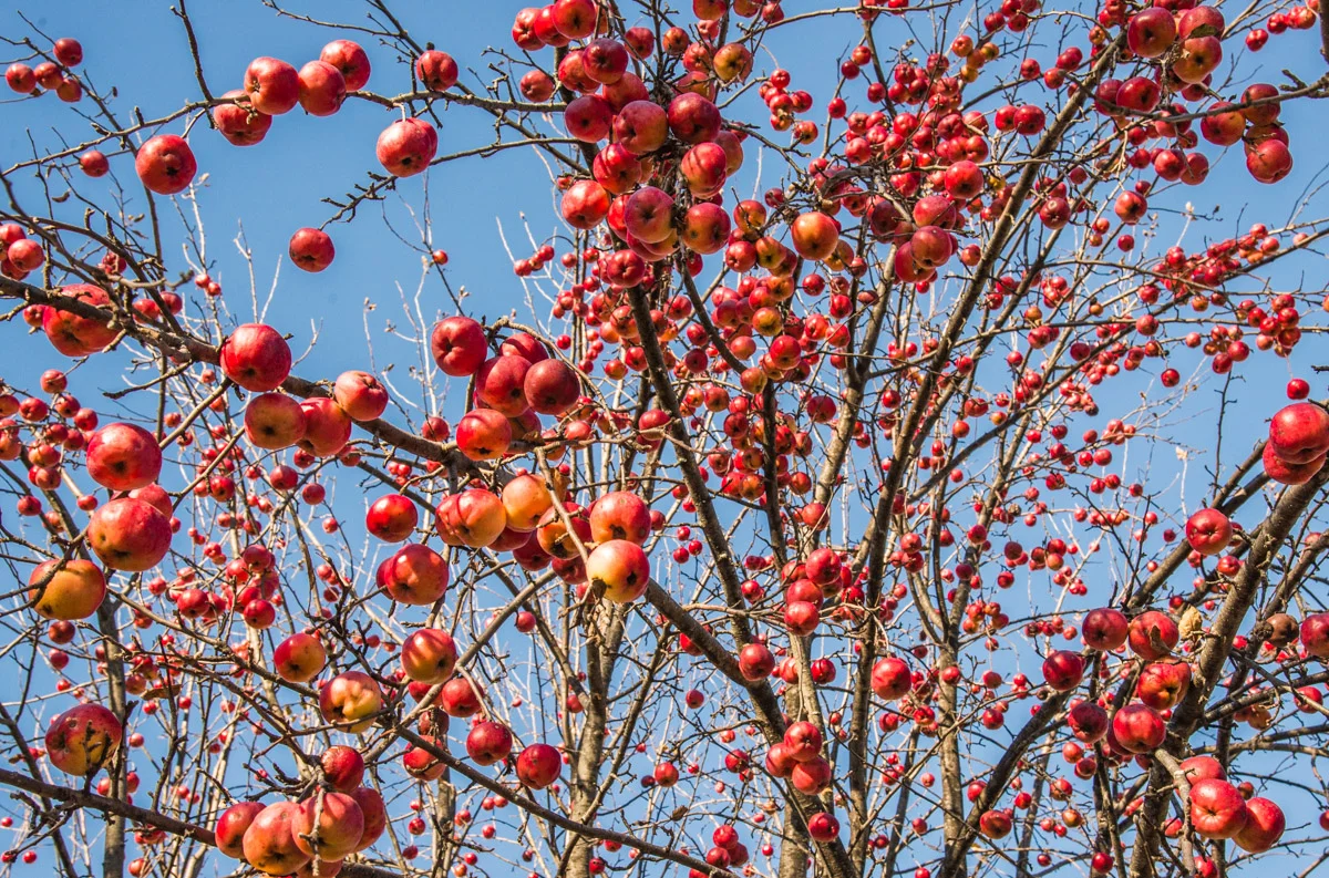 apples #3