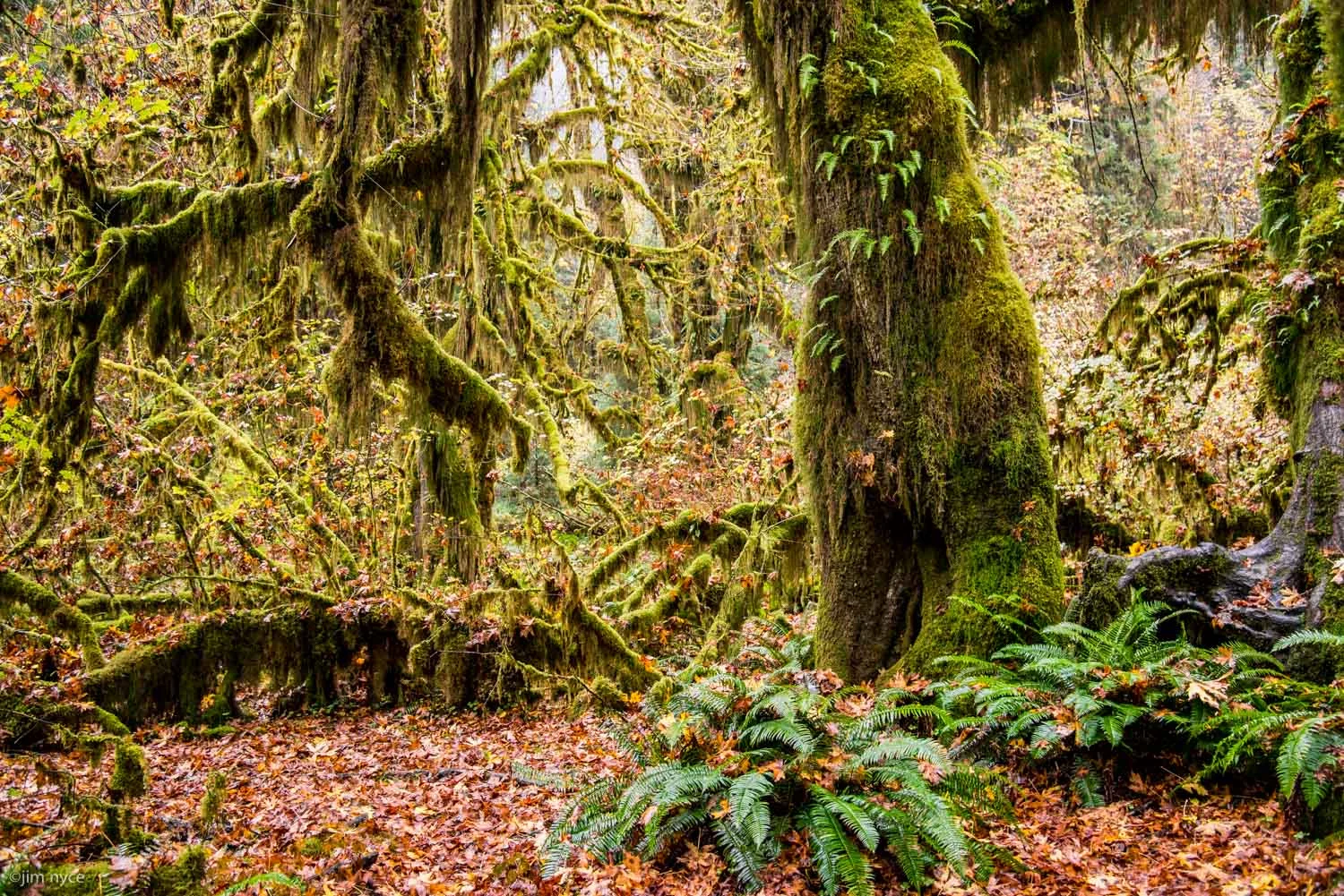 Hall of Mosses