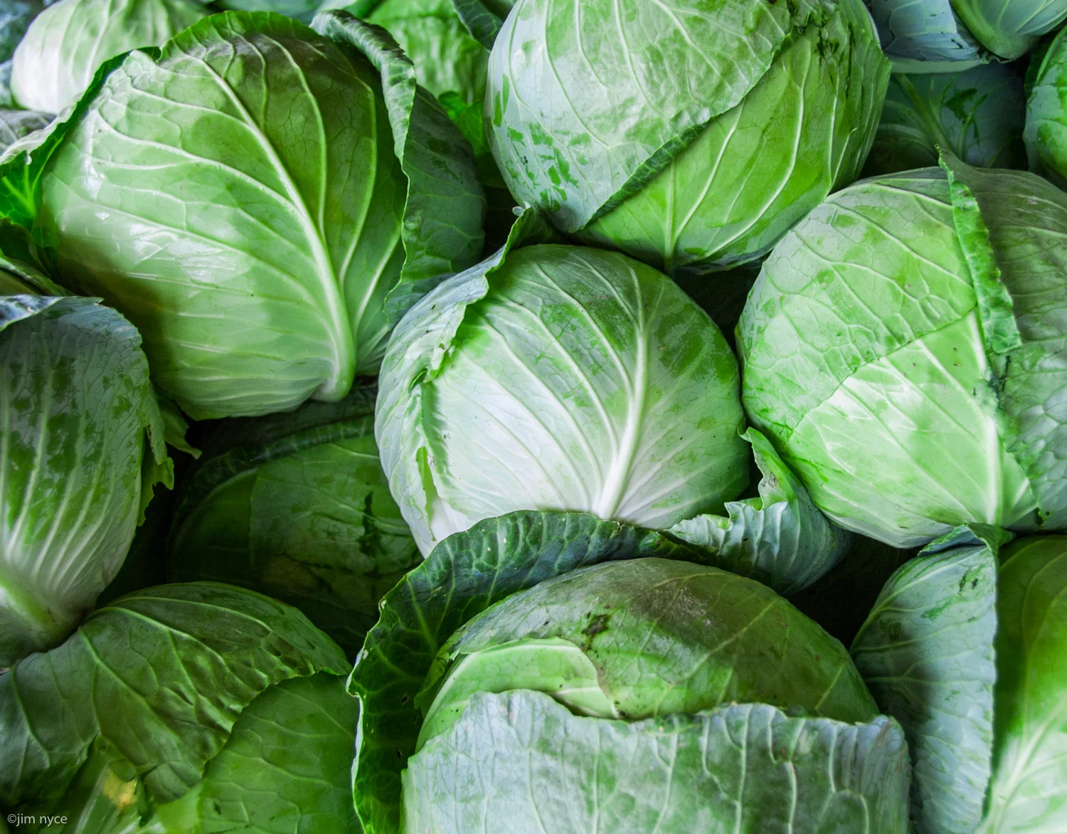 cabbages