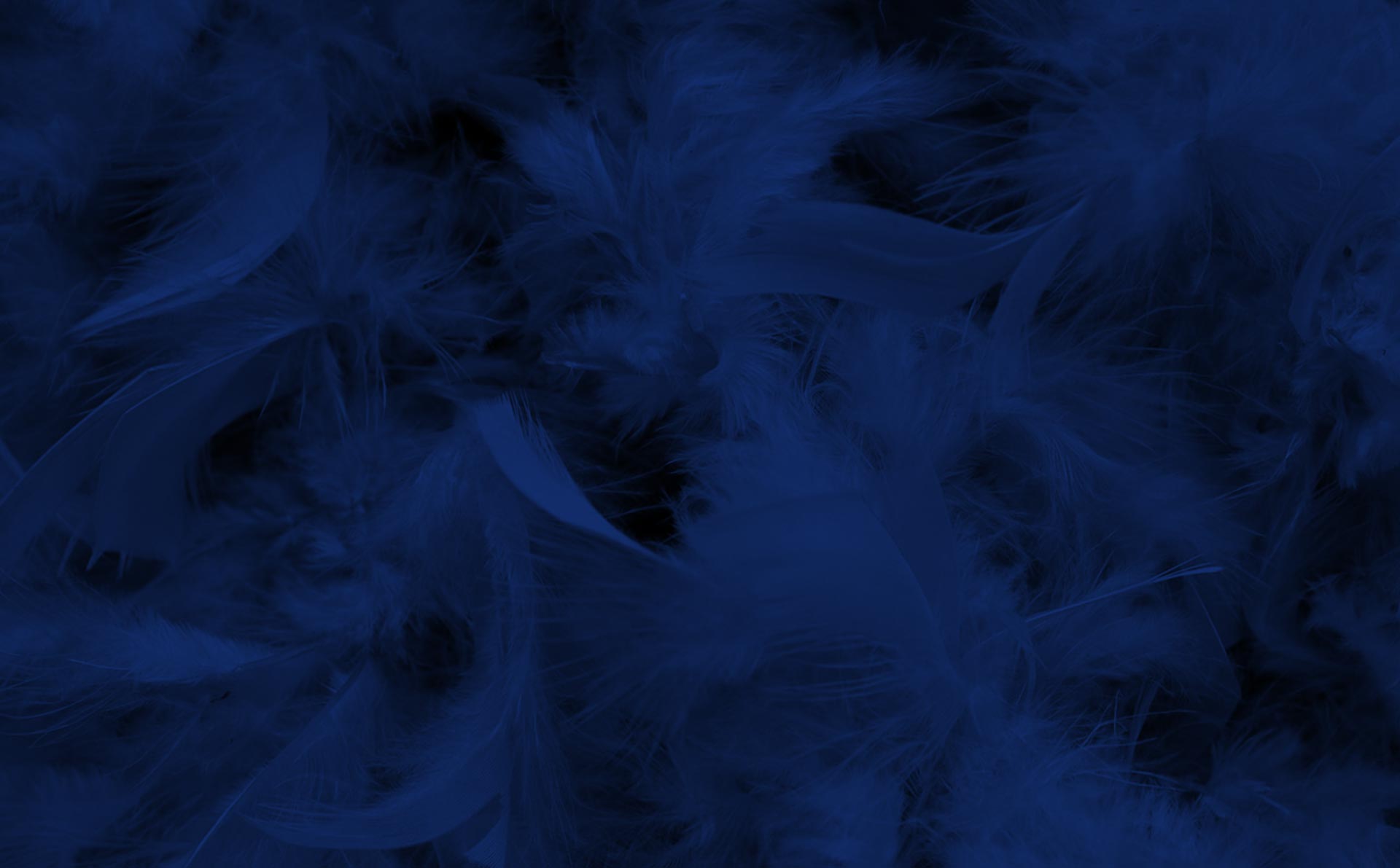 blue-feathers.jpg