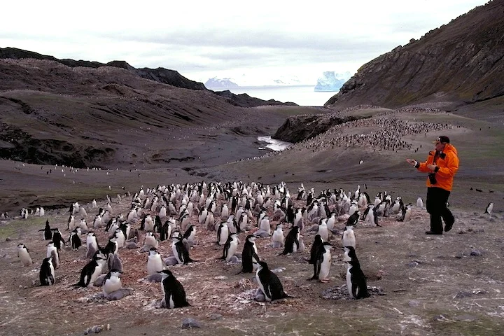 PenguinCounter.jpg