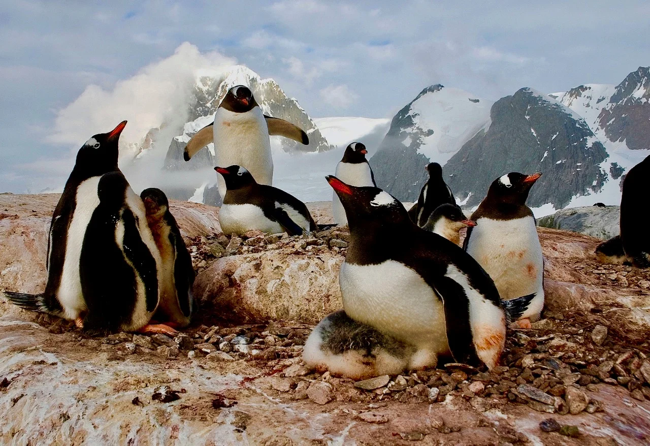 Ron's Penguins.jpg