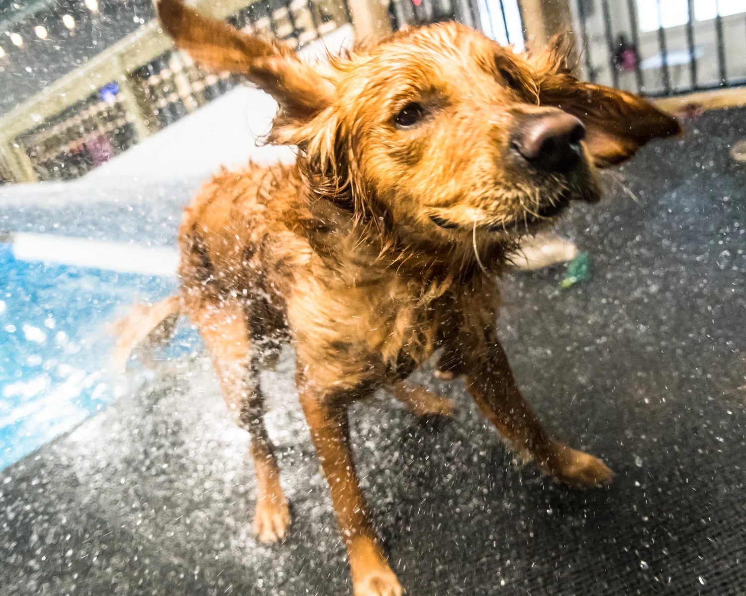 Swimming Dogs-6.jpg