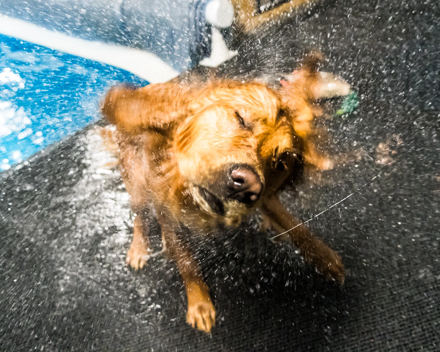 Gunner the golden retriever shakes off the excess water retained by his fur from the Club Aqua Paws pool Thursday afternoon while training hunting retrieval techniques.