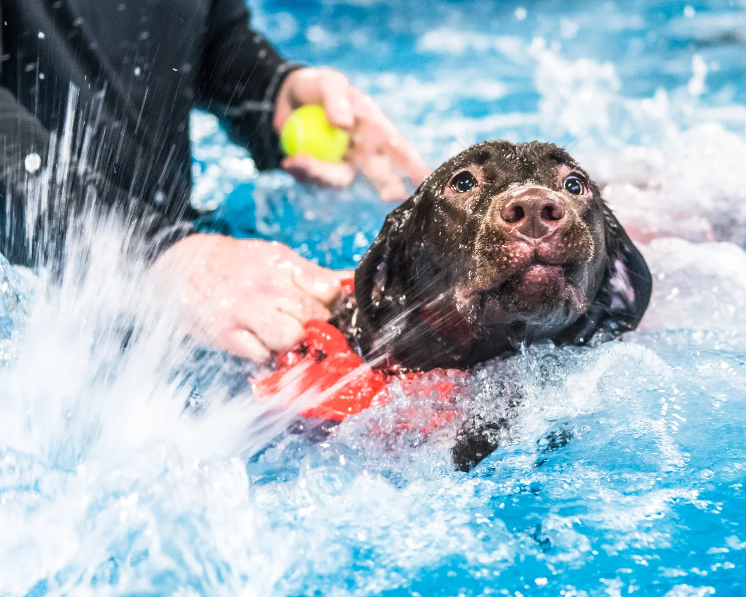 Six-month-old Chocolate Lab Tilly frantically paddles as she attempts to learn to swim at Club Aqua Paws Thursday afternoon in Downtown Racine.