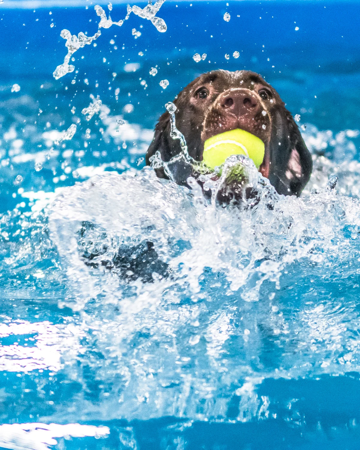 Swimming Dogs-19.jpg