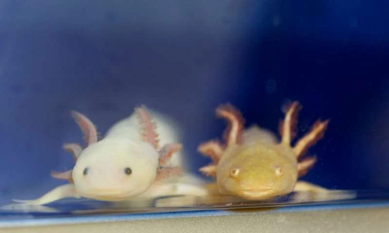 salamander.jpg