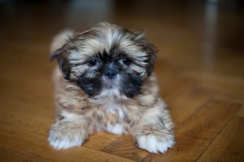Lhasa Apso puppy IMG_5866.jpg