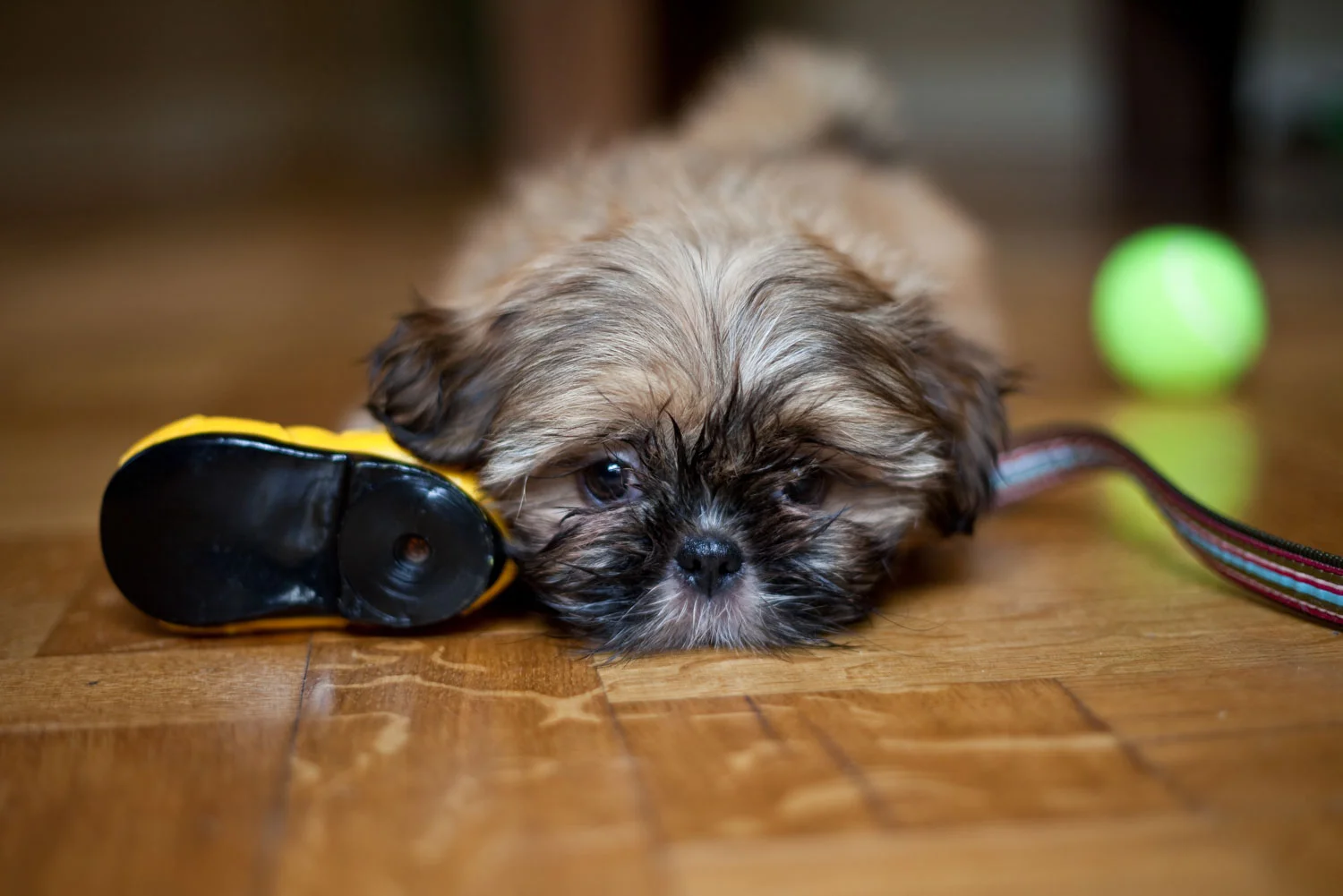 Lhasa Apso puppy with toys.jpg