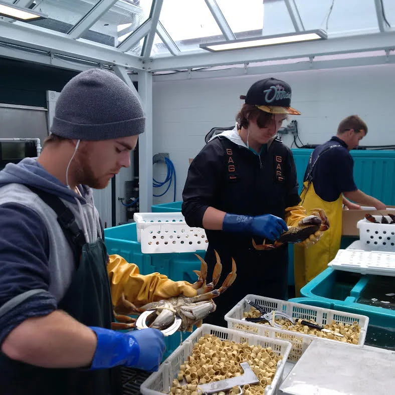 Jute and Nick claw banding the crab. Kelvan in the background receiving and grading lobster.