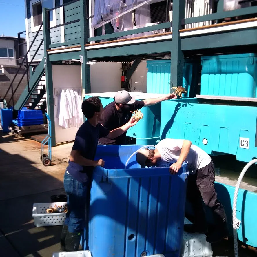 Grading the crabs for size and quality as they go into our holding tanks.
