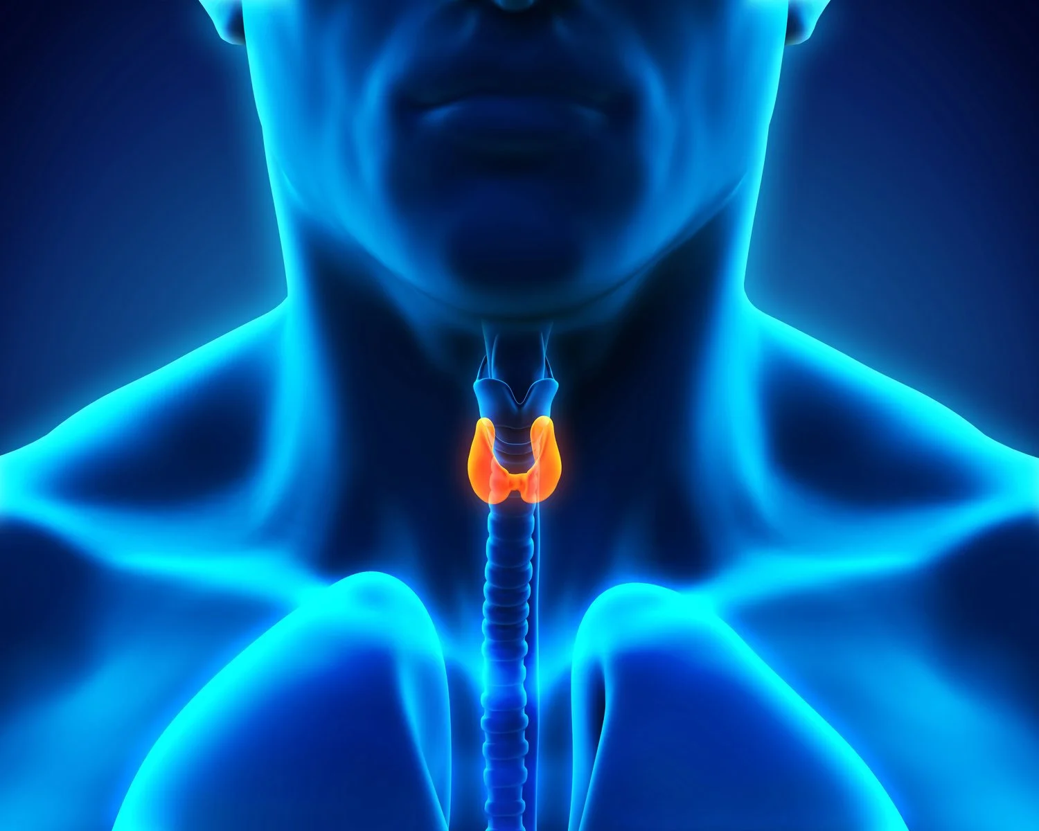 Rendering of human neck area with orange thyroid gland depiction - Thyroid Related Conditions Treatment at Sunrise Wellness Center. #ThyroidBalanceJourney