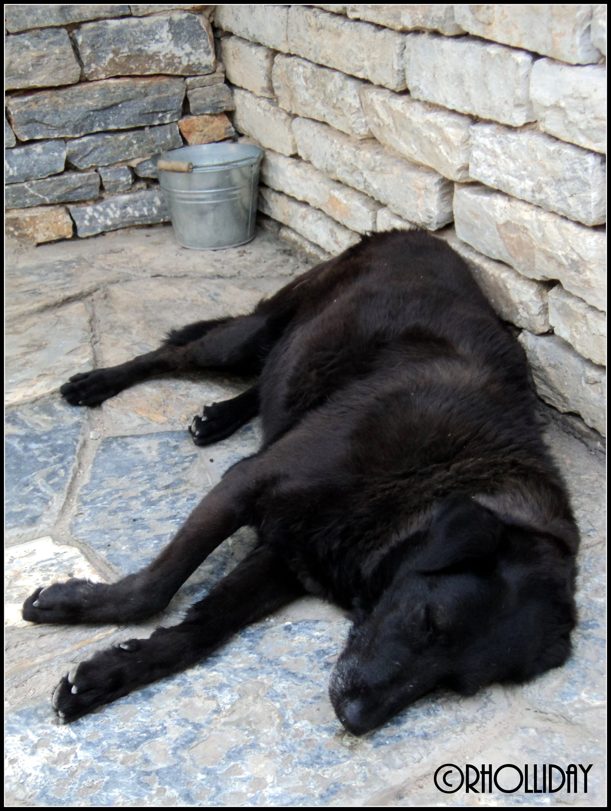 Dog at the Acropolis, Greece
