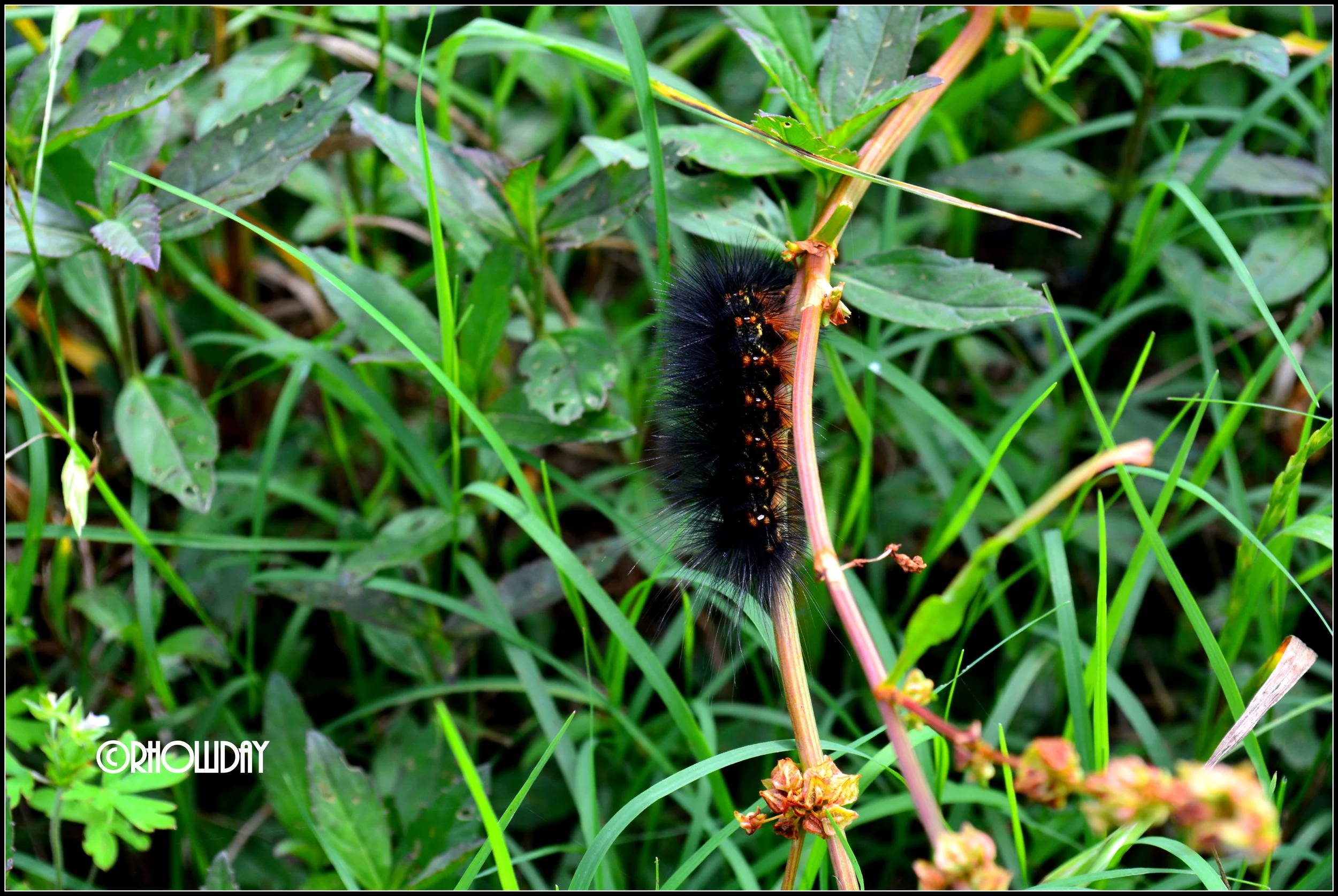 DSC_0665.JPG