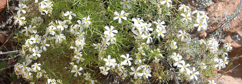 Wildflower Identification during rain in Zion National Park, UT