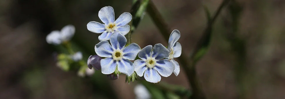 Zion Kolob Terrace Road Wildflower Identification