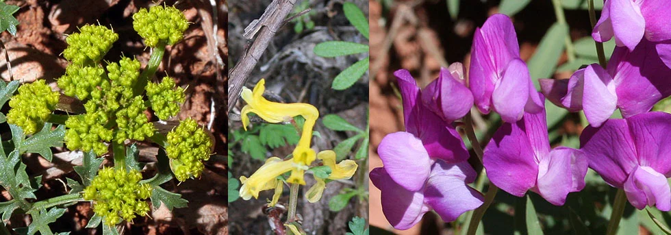 Wildflowers in Main Canyon Hiking Trails of Zion National Park, UT