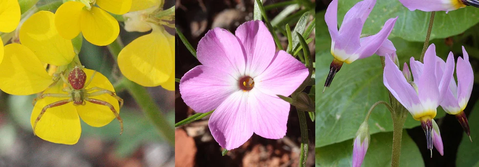 Spring Wildflowers and Identification in the Main Canyon of Zion National Park, UT