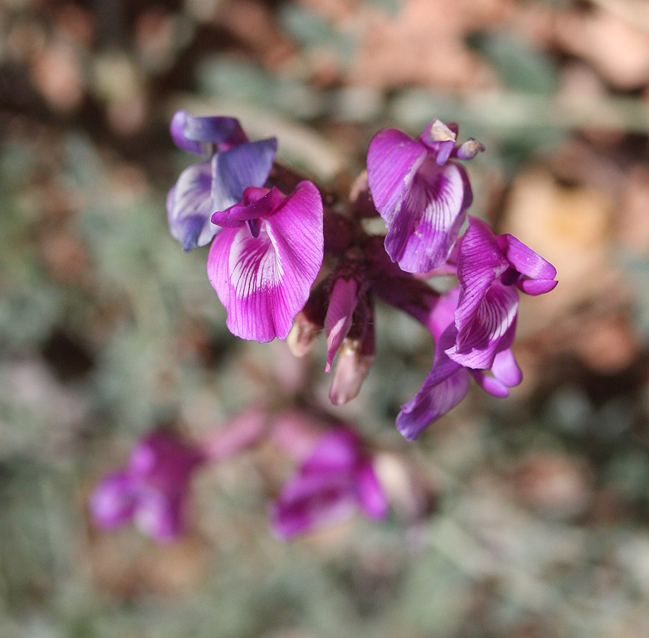 Zion Wildflower Identification: Pa'rus Trail Zion Wildflower Identification: Pa'rus Trail