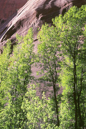 Trees.jpg