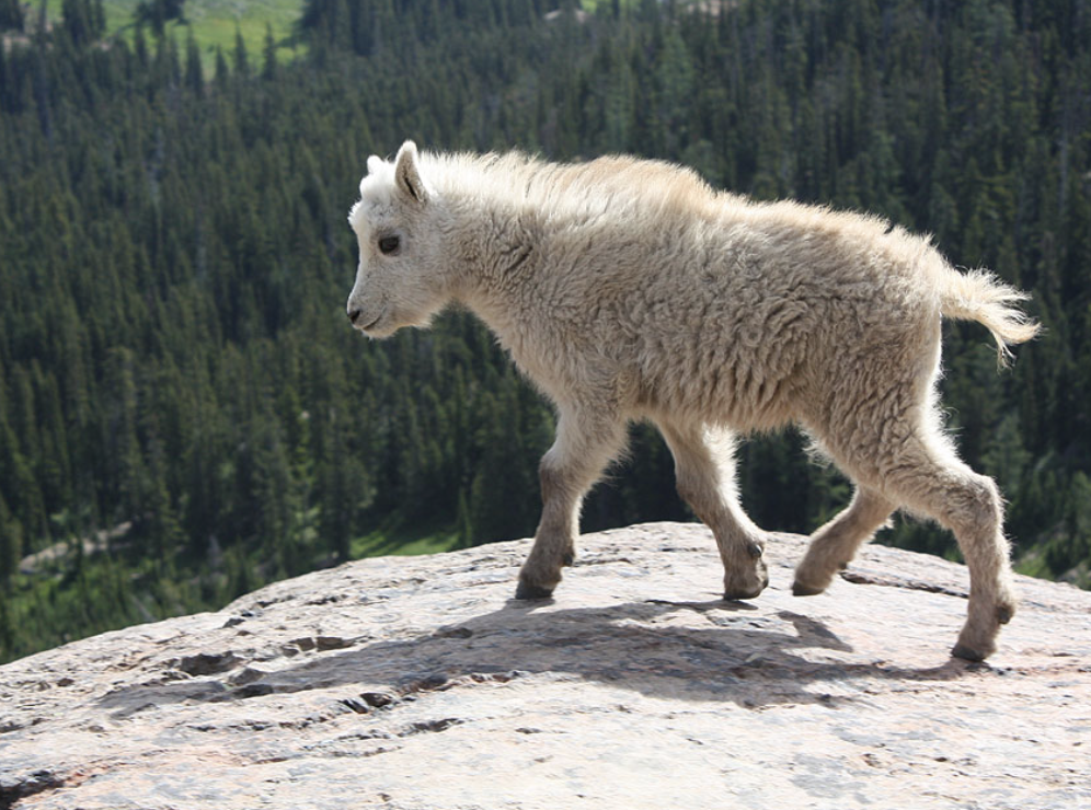 Goats at Ingalls Pass, Mountaineering in the North Cascades