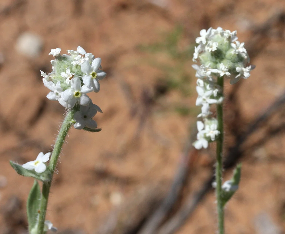 Wildflower Walk, East Entrance, Zion National Park