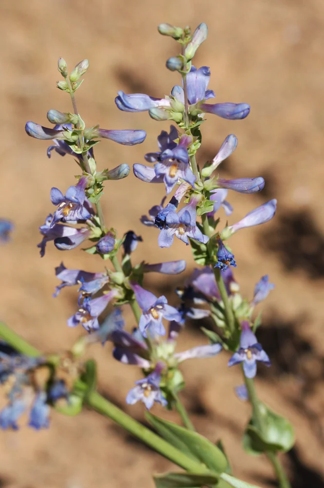 Wildflower Walk, East Entrance, Zion National Park