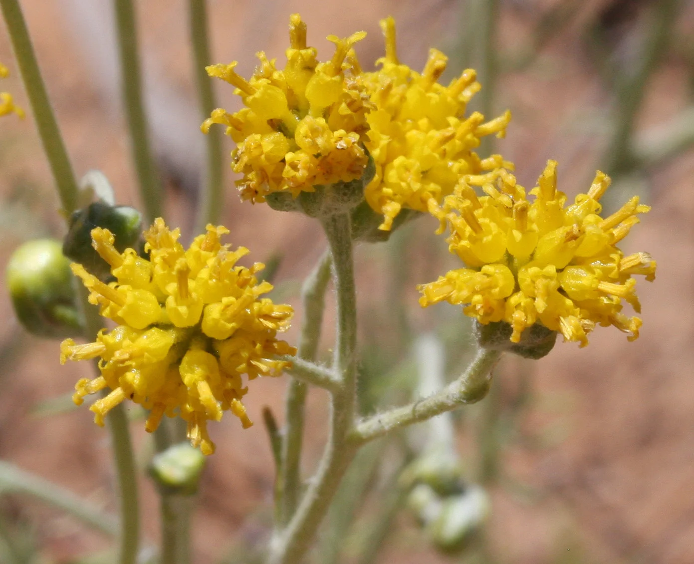 Wildflower Walk, East Entrance, Zion National Park