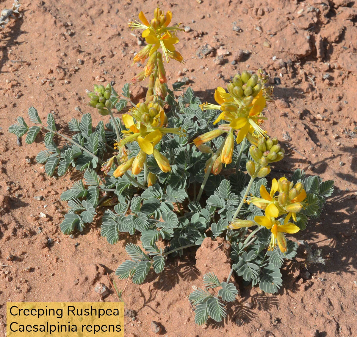 Ticaboo Mesa Wildflowers May 4 2020